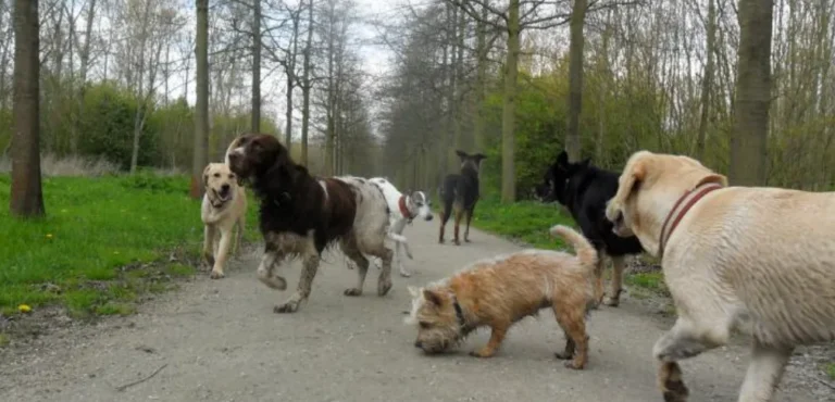 Roedel honden samen op een bospad