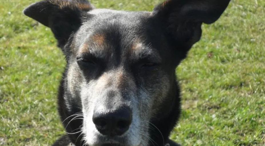 Hond kijkt nieuwsgierig in de camera