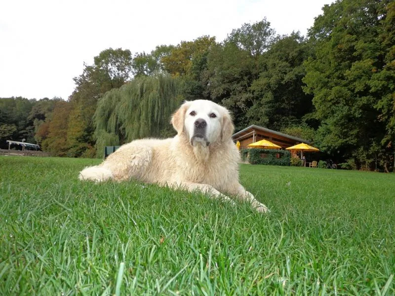 Golden retriever rust uit in het gras na de wandeling