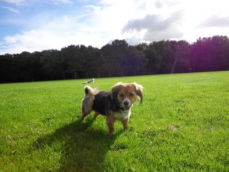 Kleine hond in een groot open veld bij Amsterdam
