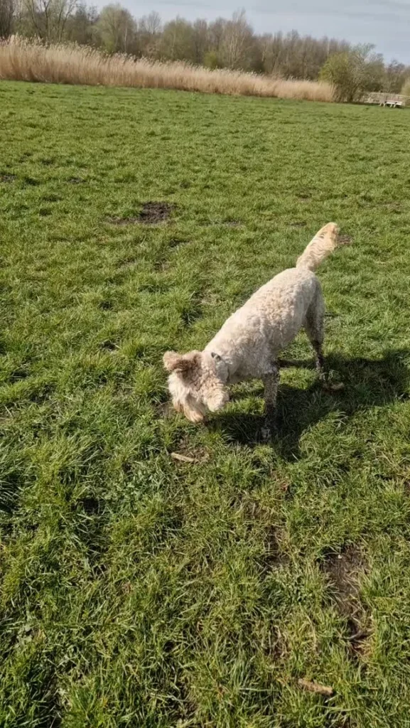 Hond in het gras van het Diemerbos