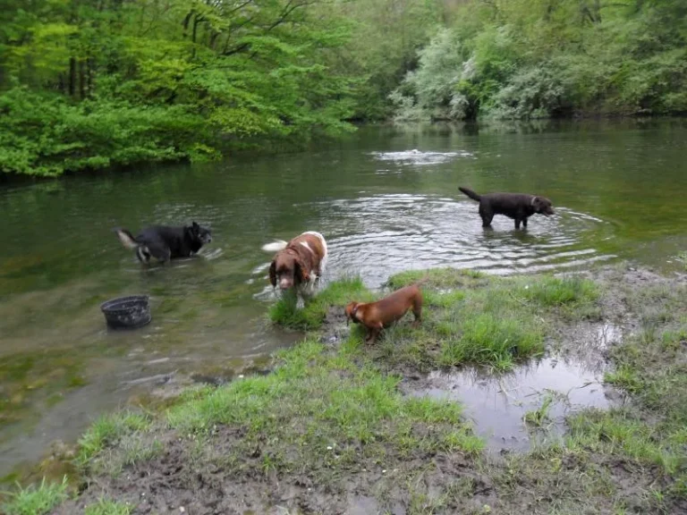 Honden verkoelen zich in een ondiepe plas