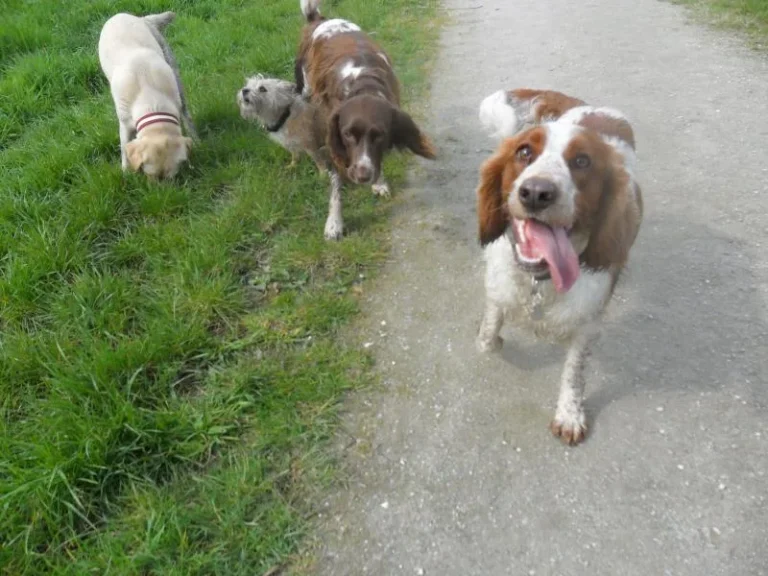 Spaniël en roedel op een wandelpad tijdens de uitlaatronde