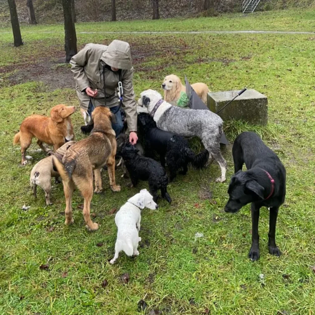 Uitlater van Meneer de Hond met de roedel in het bos