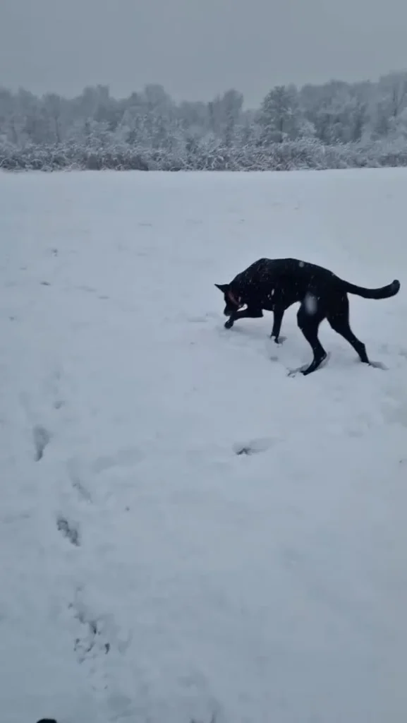 Zwarte hond speelt in de sneeuw