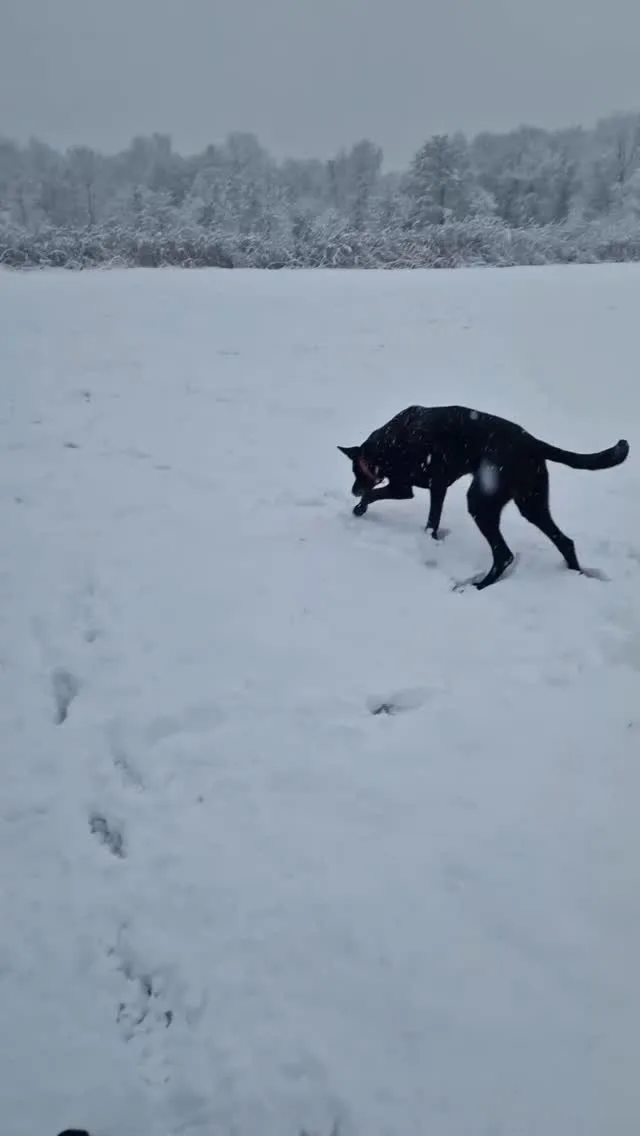 Zwarte hond speelt in de sneeuw