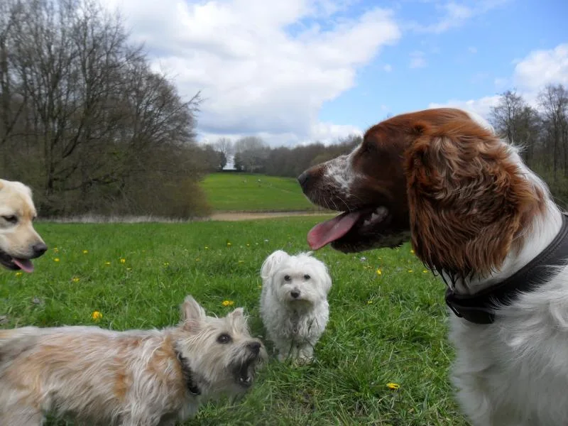 Spaniël en kleine honden in het park