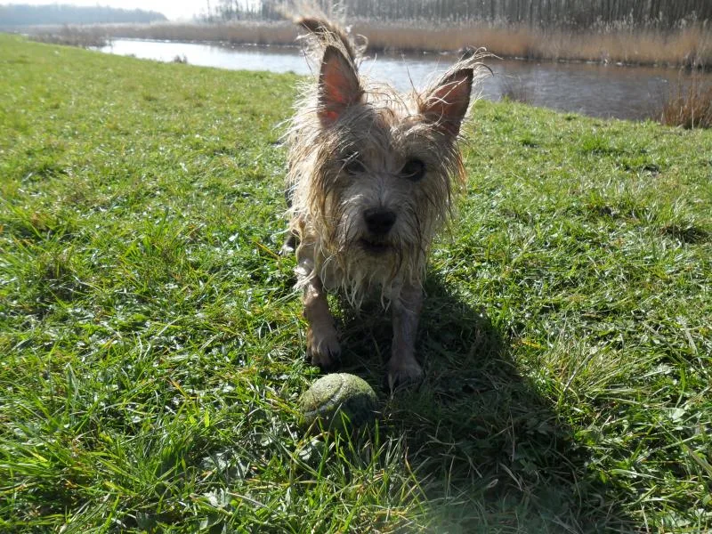 Kleine terriër met een bal op het gras