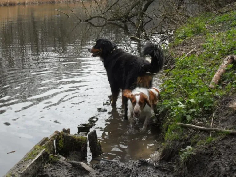 Honden spelen bij het water in een bosrijk uitlaatgebied
