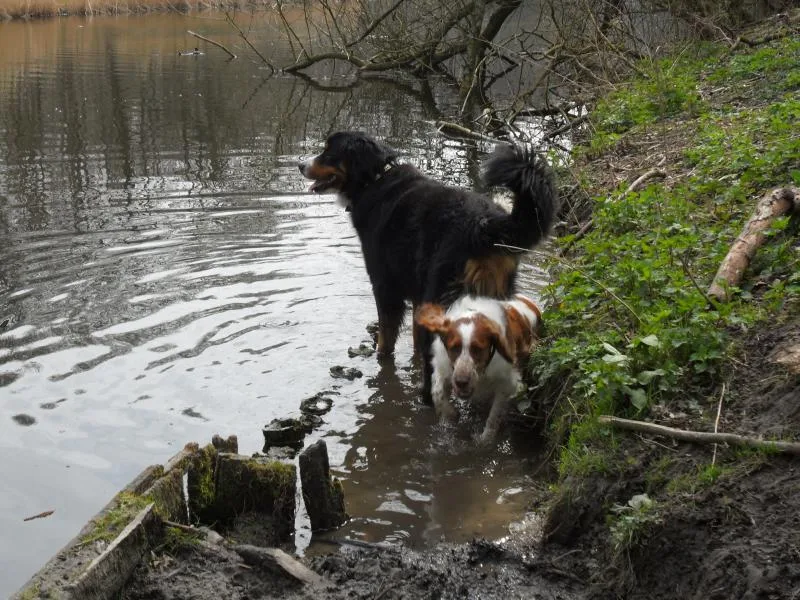 Honden spelen bij het water in een bosrijk uitlaatgebied