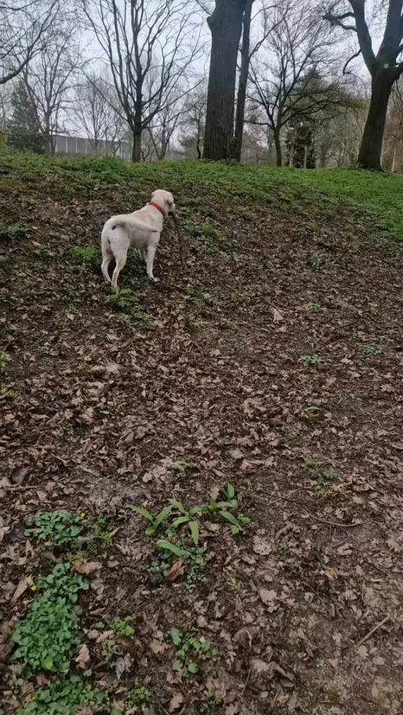 Nieuwe hond Jet tijdens haar eerste wandeling met de roedel