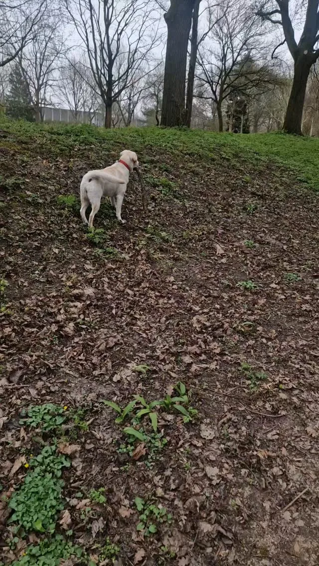 Nieuwe hond Jet tijdens haar eerste wandeling met de roedel