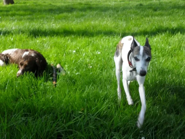 Windhond rent door het hoge gras