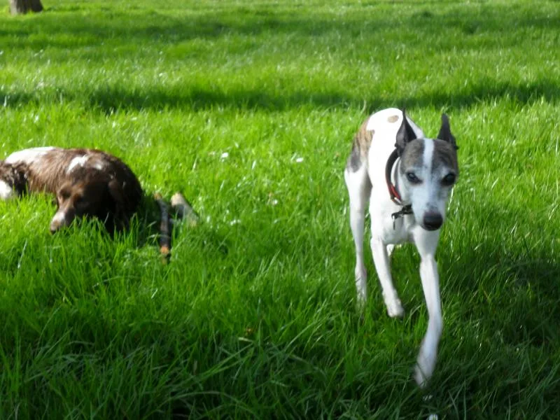Windhond rent door het hoge gras