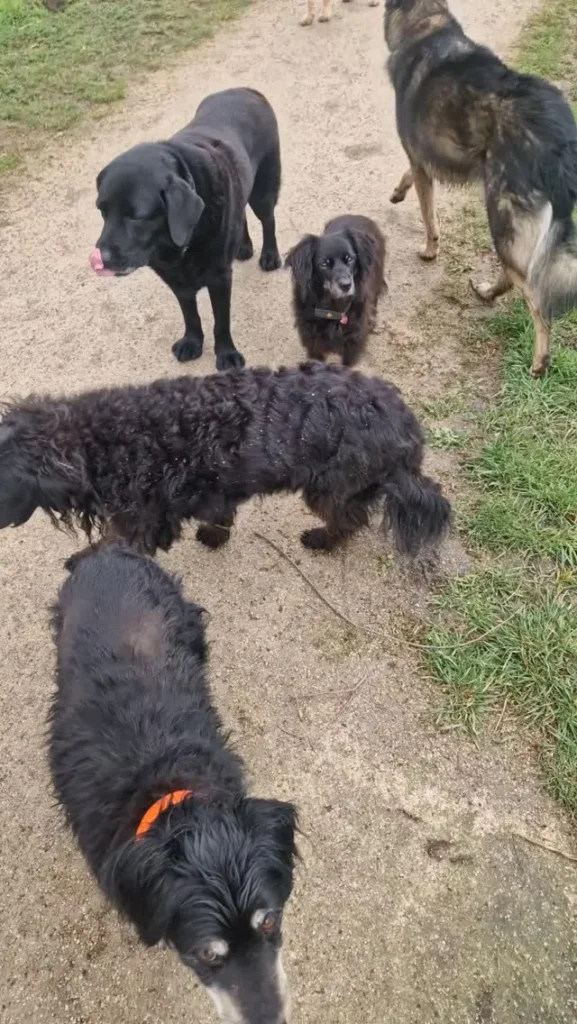 Drie zwarte honden aan het begin van de ochtendronde